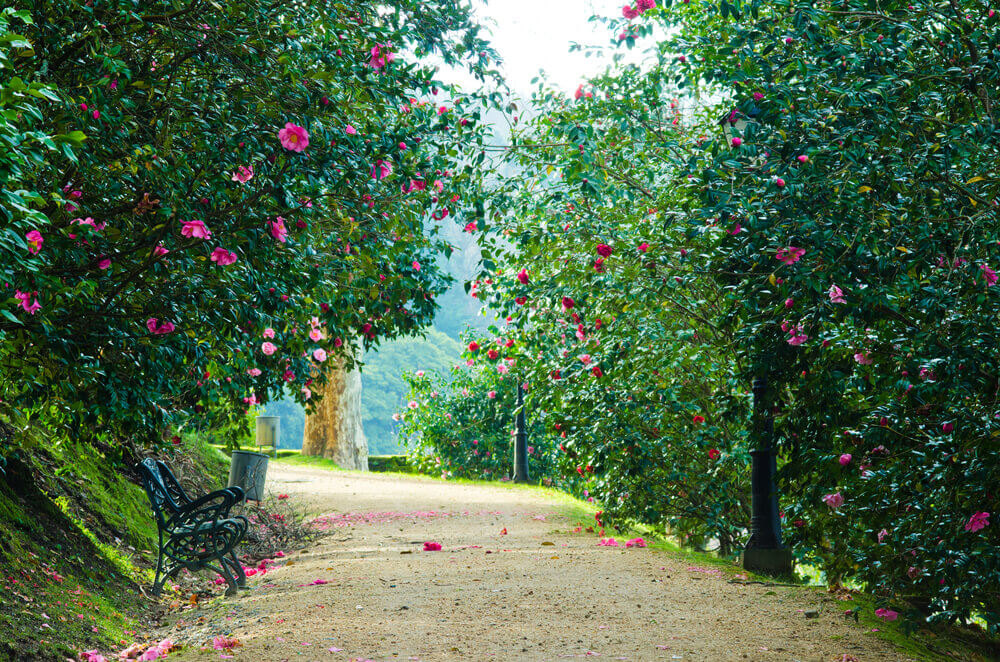 Ruta de las camelias